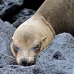 lion_sea_galapagos_san_v_0170_ecu2368.jpg